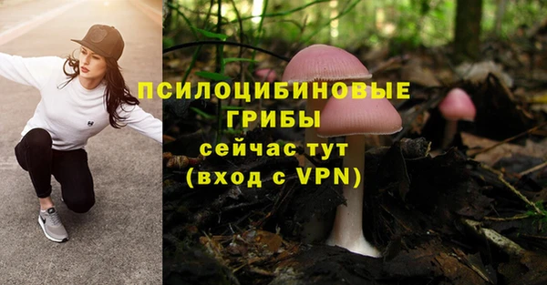 прущие грибы Абинск